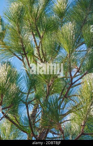 PIN à feuilles longues (Pinus palustris). Appelé PIN jaune du Sud aussi Banque D'Images