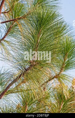 PIN à feuilles longues (Pinus palustris). Appelé PIN jaune du Sud aussi Banque D'Images