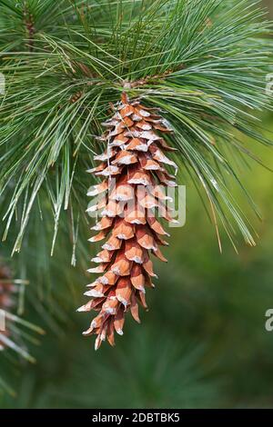 Pin (Pinus ayacahuite ayacahuite). Appelé aussi pin blanc mexicain Banque D'Images