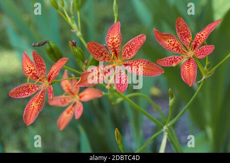 Nénuphars (Iris domestica). Appelé nénuphars léopard et fleur léopard aussi. Un autre nom scientifique est Belamcanda chinensis. Banque D'Images