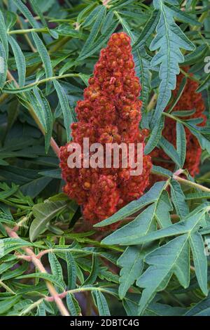 Somma de staghorn à feuilles coupées (Rhus typhina Dissecta). Banque D'Images