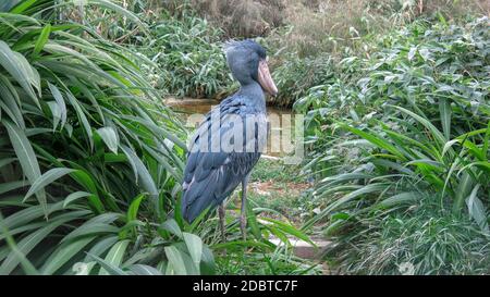 Le shoebill, Balaeniceps rex aussi connu sous le nom de walehead, Whale-heavy-heak, ou stok à chaussures, est un très grand cigote comme oiseau. Il vit dans tropical Banque D'Images