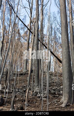 Forêts du patrimoine mondial de Madère terriblement détruites par les incendies en 2016. Certains arbres ont une énorme volonté de vie et ont survécu à cette catastrophe. Banque D'Images