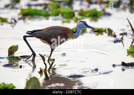 Poulet feuille de myrtille dans le parc national de Gorongosa au Mozambique Banque D'Images