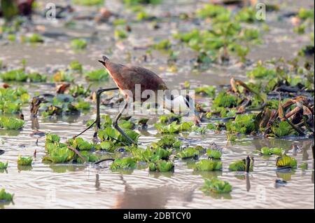 Poulet feuille de myrtille dans le parc national de Gorongosa au Mozambique Banque D'Images