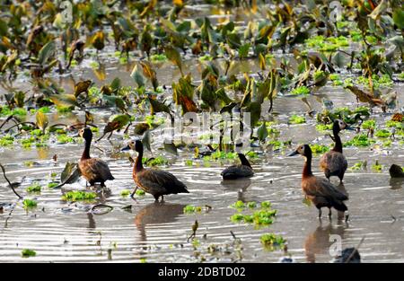 Veuve Whistling Goose dans le parc national de Gorongosa au Mozambique Banque D'Images