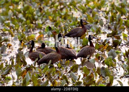 Veuve Whistling Goose dans le parc national de Gorongosa au Mozambique, veuve canard Banque D'Images