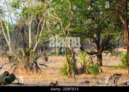 Forêt d'arbres de fièvre dans le parc national de Gorongosa au Mozambique Banque D'Images