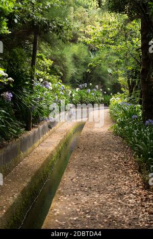 Levada do Norte près de Boca da Encumeada sur l'île de Madère. Portugal Banque D'Images