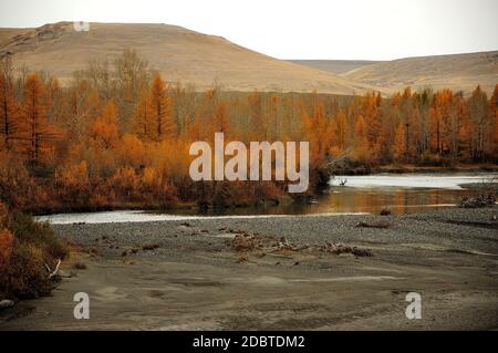 Forêt d'automne de larches jaunâtrées sur la rive de la rivière au pied d'une haute colline. Altaï, Sibérie, Russie. Banque D'Images