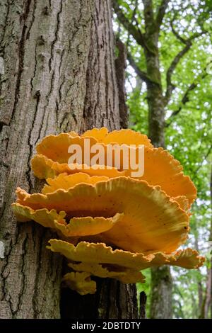 Les vieux champignons géants de la plate-forme de soufre se ferment sur l'arbre, forêt de Bialowieza, Pologne, Europe Banque D'Images