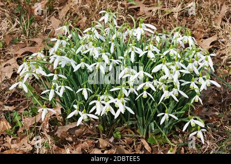Snowdrop (Galanthus nivalis). Appelé également chute de neige commune Banque D'Images