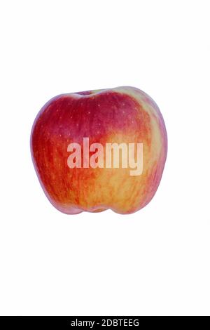 Pomme Ambrosia (Malus domestica Ambrosia). Hybride entre Golden Delicious et Jonagold ou Starking Delicious pommes probablement. Image d'une seule pomme Banque D'Images