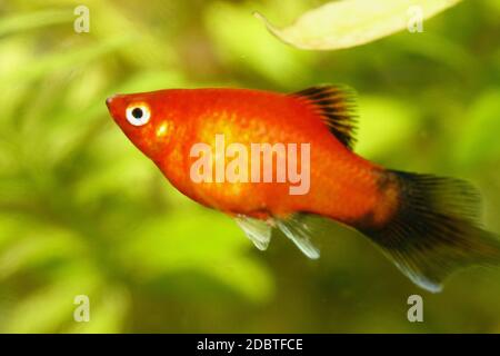 Platy (Xiphophorus maculatus), un poisson d'aquarium d'eau douce populaire Banque D'Images