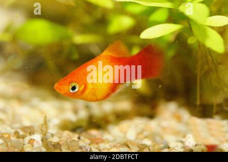 Platy (Xiphophorus maculatus), un poisson d'aquarium d'eau douce populaire Banque D'Images