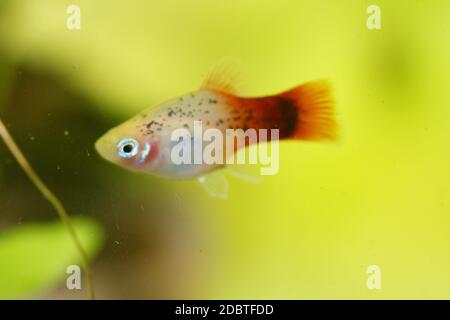 Platy (Xiphophorus maculatus), un poisson d'aquarium d'eau douce populaire Banque D'Images