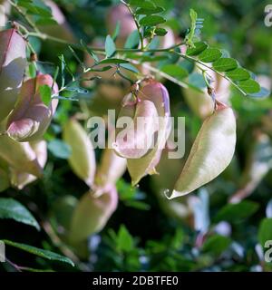 Fruits d'une vessie senna (Colutea arborescens) dans un parc Banque D'Images