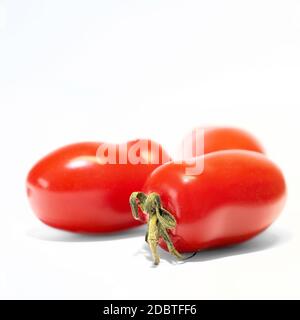 Tomates Roma mûres (Solanum lycopersicum) sur fond blanc Banque D'Images