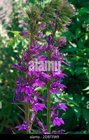 Cardinal (fleur bleu Lobelia siphilitica). Appelé Grand blue lobelia lobelia et grand aussi. Banque D'Images