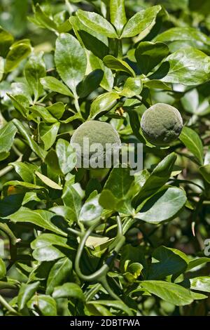 Agrumes trifoliés (Poncirus trifoliata). Appelé orange amère japonaise, orange Hardy et orange amère chinoise aussi Banque D'Images