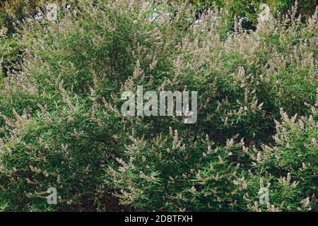 Gattilier (Vitex agnus-castus). Appelée Vitex, Chasteberry, baume d'Abraham, Lilas Chastetree et le gattilier aussi. Banque D'Images