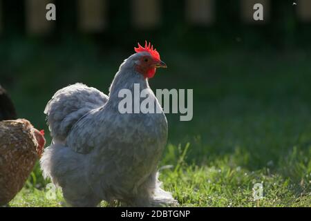 La lumière chaude du soleil du soir met en évidence les bords de ce petit poulet gris clair de style bantam pekin. Brille et illumine le sabot et le larmoiement. Banque D'Images