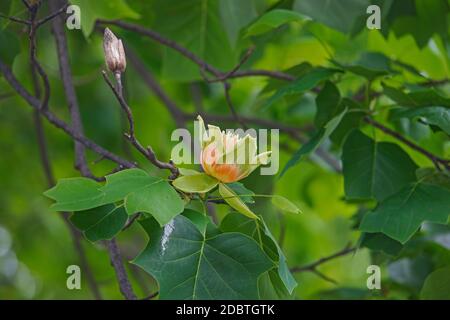 Tulipe (Liriodendron tulipifera). Appelé Tuliptree, American Tulip Tree, Tulip Poplar, Yellow Poplar, Whitewood et Fiddle-Tree également. Symbole de po Banque D'Images