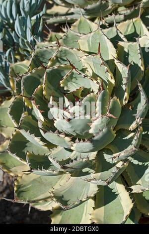 Agave aux papillons (Agave potatorum Kichijokan. Appelée plante du siècle de la couronne de Lucky et agave de papillons Variegated de Dwarf également Banque D'Images