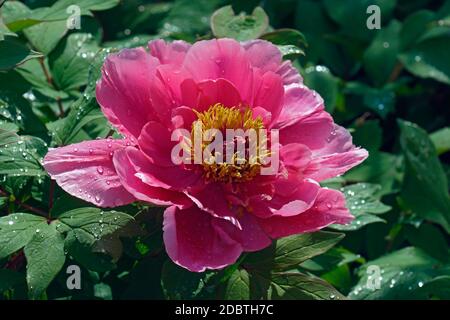 La pivoine (Paeonia suffruticosa arbre). Appelé aussi pivoine japonaise Banque D'Images