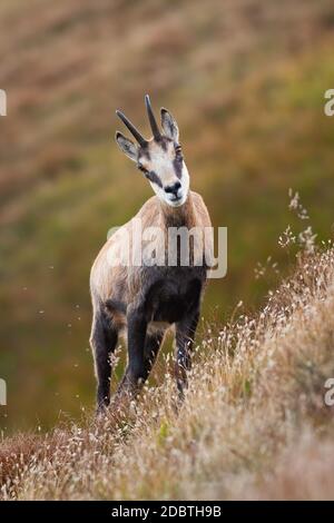 Tatra chamois, rupicapra rupicapra, debout sur une colline escarpée en été nature. Animal sauvage regardant l'appareil photo en montagne. Majestueux mammifère avec Banque D'Images