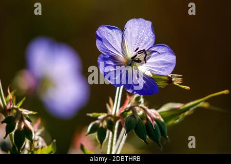 Un pratense de Geranium sur un pré Banque D'Images