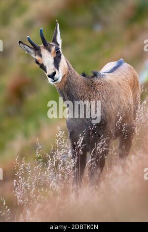 Tatra chamois, rupicapra rupicapra, debout sur une colline escarpée avec de l'herbe sèche en été nature. Chèvre de montagne sauvage majestueux avec cornes en position verticale Banque D'Images