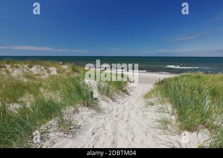 Dans les dunes près de la mer Baltique spa Graal-Mühritz, Mecklembourg-Poméranie-Occidentale, Allemagne, Europe de l'Ouest Banque D'Images