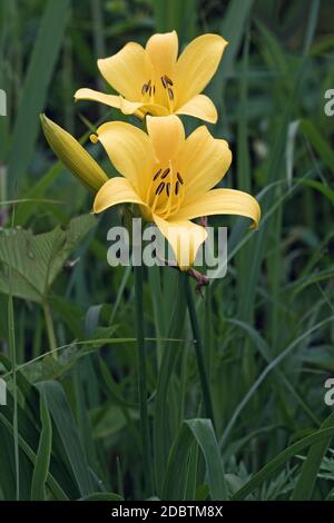 Nénuphars jaune (Hemerocallis liioasphodelus). Lily au citron Cslled, Lily au citron et Lily au Custard. Un autre nom scientifique est Hemerocallis flava. Banque D'Images