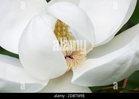 Magnolia du sud (Magnolia grandiflora). Evegreen Magnolia, Bull Bay, Bullbay Magnolia, Laurel Magnolia et loblolly Magnolia également Banque D'Images