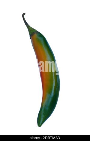 Piment coréen (Capsicum annuum). Image d'un seul poivre isolé sur fond blanc Banque D'Images