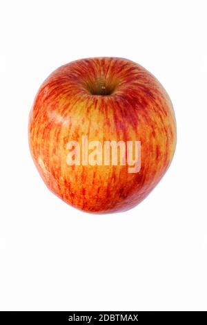 Apple (Malus domestica Cameo Cameo). Hybride entre la pomme Red Delicious et Golden Delicious probablement apple. Image d'apple isolated on white Banque D'Images