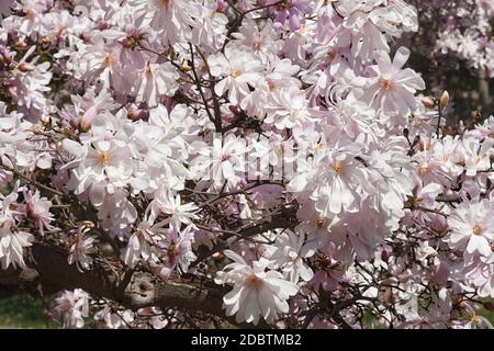 Rose étoile magnolia (Magnolia stellata rosea) Banque D'Images