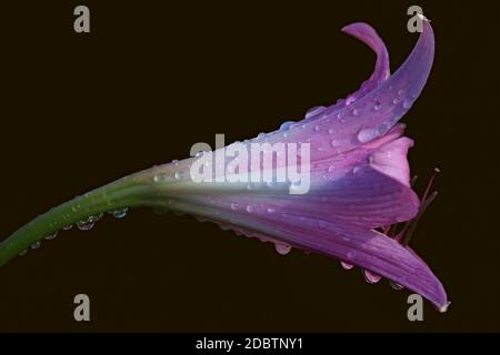 Lys marécageux (Crinum x powellii). Hybride entre Crinum bulbispermum et Crunum moorei.Iimage de fleur isolée sur fond brun foncé Banque D'Images