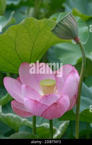 lotus sacré (Nelumbo nucifera). Appelé Lotus indien, Bean de l'Inde et Lotus aussi Banque D'Images