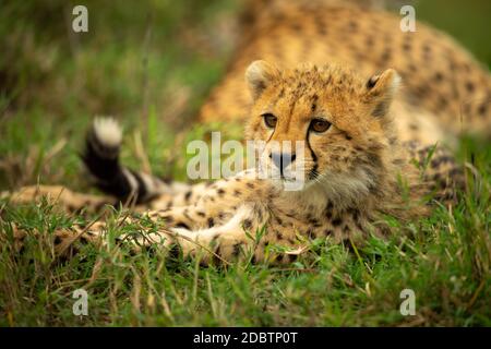 Gros plan du cheetah cub allongé à côté de la mère Banque D'Images