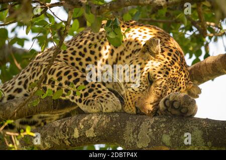 Close-up of leopard couché endormi sur branch Banque D'Images