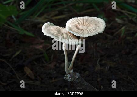 Marasmiellus candidus Marasmiellus (champignons) Banque D'Images