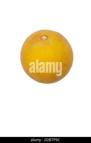 Agrumes trifoliés (Poncirus trifoliata). Appelé orange amère japonaise, orange Hardy et orange amère chinoise aussi. Image de fruit isolé sur blanc Banque D'Images