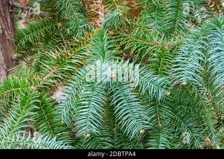 Sapin de chine aux aiguilles bleues (Cunninghamia lanceolata glauca). Appelé également le sapin bleu de chine Banque D'Images