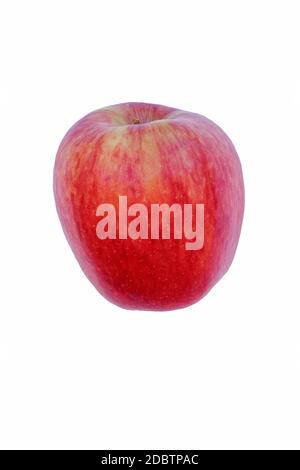 Pomme Ambrosia (Malus domestica Ambrosia). Hybride entre Golden Delicious et Jonagold ou Starking Delicious pommes probablement. Image d'une seule pomme Banque D'Images