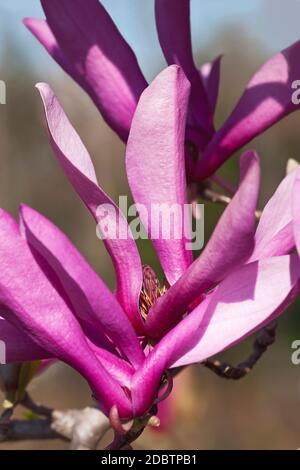 Fille hybride magnolia Ann fleur (Magnolia Ann). Hybride entre Magnolia liiflora et Magnolia stellata Banque D'Images