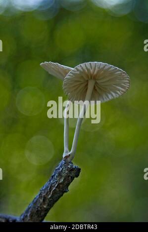 Marasmiellus candidus Marasmiellus (champignons) Banque D'Images