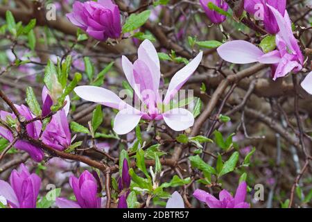 Fille hybride magnolia Ann (Magnolia Ann). Hybride entre Magnolia liiflora et Magnolia stellata Banque D'Images