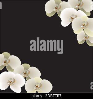 Orchidée fleurie. Vecteur eps 10. Illustration neuf fleurs d'orchidées sur fond sombre Banque D'Images